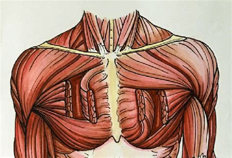 pectoralis major lappen|The muscle flaps were prepared as follows: (I) the。